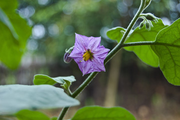 Eggplant