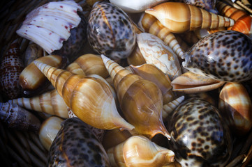 shells