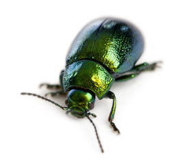 Leaf beetle, Chrysomelinae, in front of white background