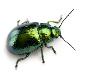 Leaf beetle, Chrysomelinae, in front of white background