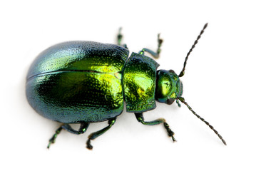 Leaf beetle, Chrysomelinae, in front of white background