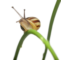 White Garden Snail, also know as the Sand Hill Snail