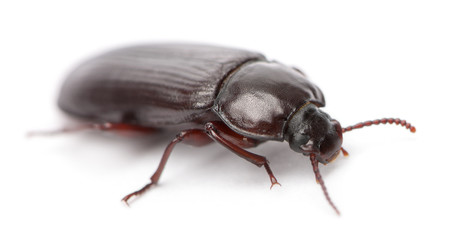 Mealworm, Tenebrio molitor, in front of white background