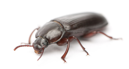 Mealworm, Tenebrio molitor, in front of white background