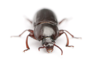 Mealworm, Tenebrio molitor, in front of white background