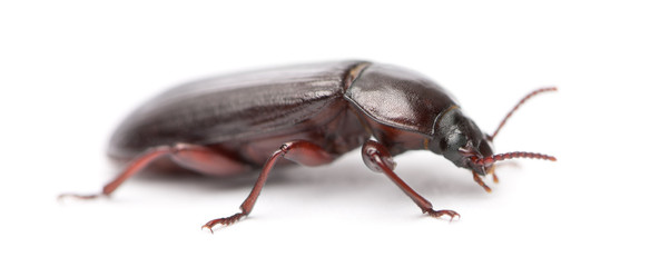Mealworm, Tenebrio molitor, in front of white background