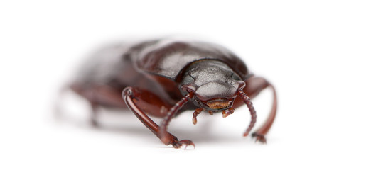Mealworm, Tenebrio molitor, in front of white background