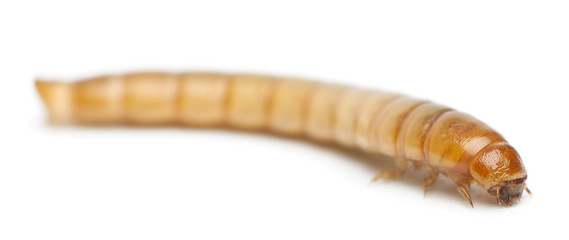 Larva of Mealworm, Tenebrio molitor
