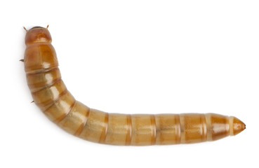 Larva of Mealworm, Tenebrio molitor