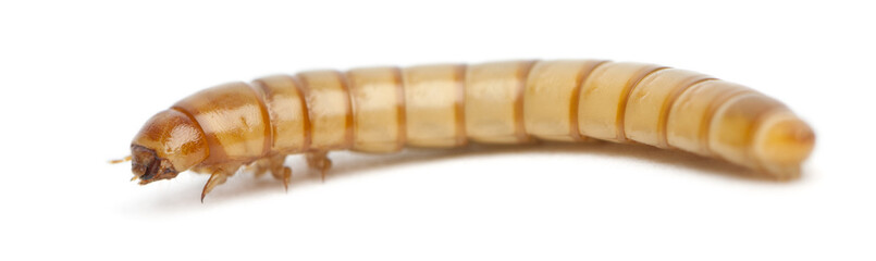 Larva of Mealworm, Tenebrio molitor