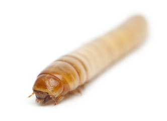 Larva of Mealworm, Tenebrio molitor