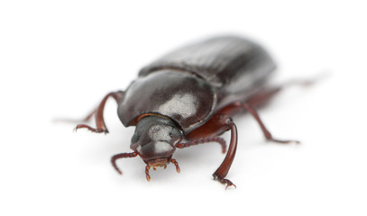 Mealworm, Tenebrio molitor, in front of white background