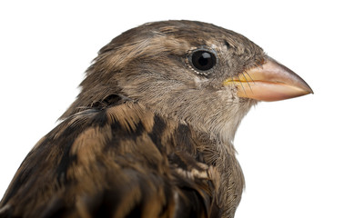 Female House Sparrow, Passer domesticus, 4 months old