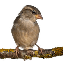 Female House Sparrow, Passer domesticus, 4 months old