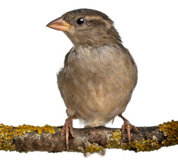 Female House Sparrow, Passer domesticus, 4 months old