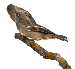 Male and Female House Sparrows, Passer domesticus, 4 months old