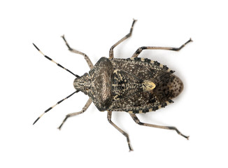European stink bug, Rhaphigaster nebulosa