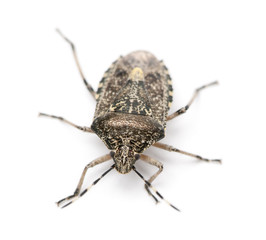 European stink bug, Rhaphigaster nebulosa