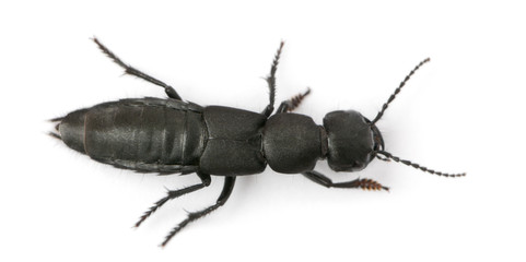 Devil's coach-horse beetle, Ocypus olens