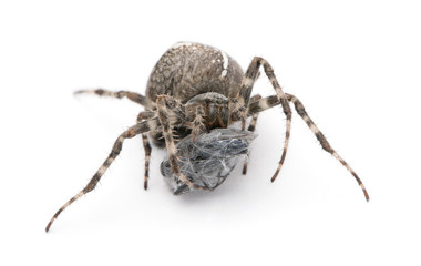 European garden spider, diadem spider, cross spider