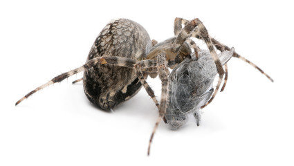 European garden spider, diadem spider, cross spider