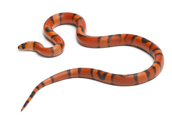 Tricolor hypomelanistic aberrant Honduran milk snake