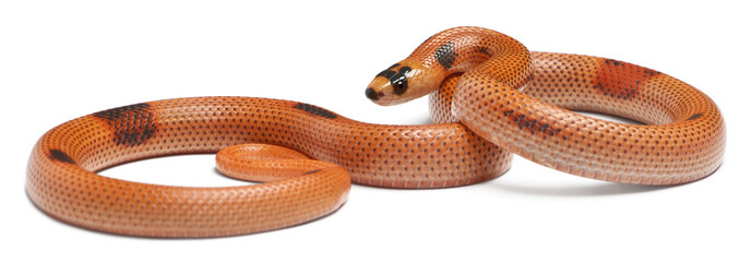 Obraz premium Tricolor sunrise patternless reverse Honduran milk snake