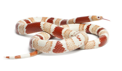 Obraz premium Albino Tangerine aberrant Honduran milk snake