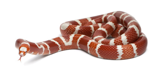 Naklejka premium Albino Tangerine selection Honduran milk snake