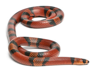 Tangerine Honduran milk snake, Lampropeltis triangulum