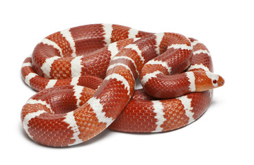 Albino Tangerine selection Honduran milk snake