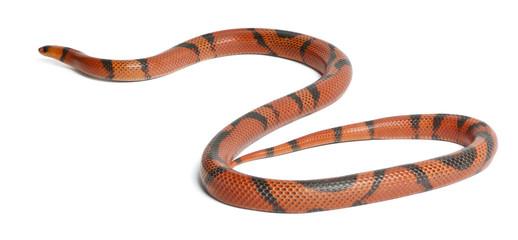 Naklejka premium Hypomelanistic aberrant Honduran milk snake