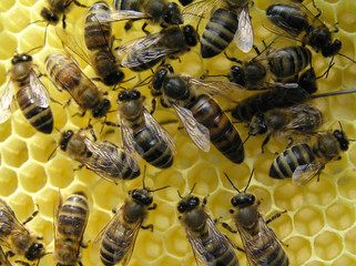 Bee-queen