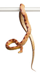 Okeetee albino Corn Snake, Pantherophis guttatus