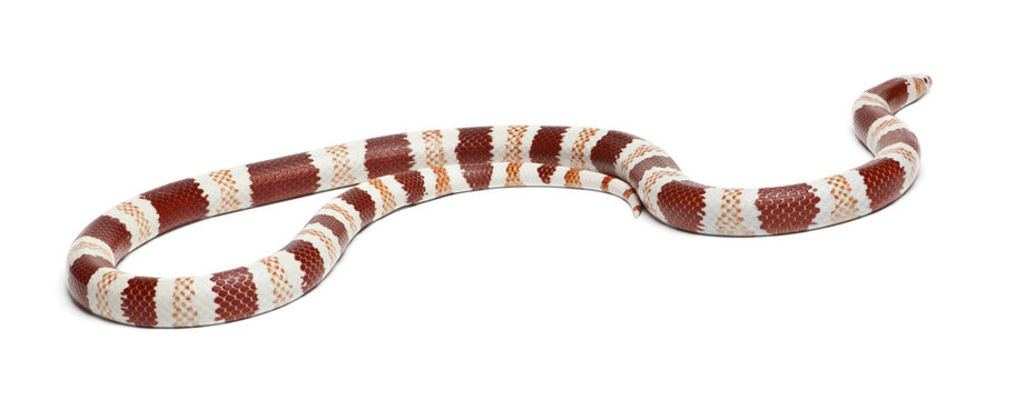 Albino Tangerine Honduran milk snake, in front of white