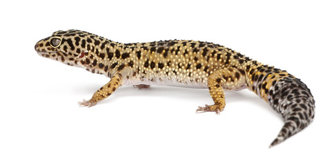 High yellow Leopard gecko, Eublepharis macularius