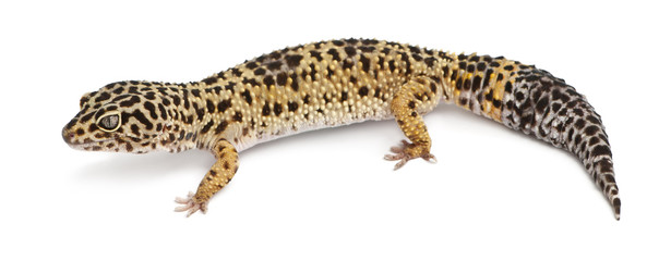 High yellow Leopard gecko, Eublepharis macularius