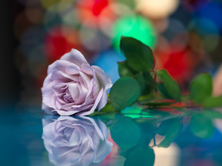 Fototapeta na wymiar fioletowy kwiat róży na kolorowym tle światła