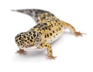 High yellow Leopard gecko, Eublepharis macularius