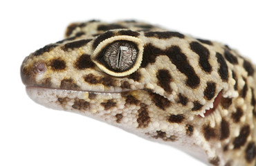 Fototapeta premium High yellow Leopard gecko, Eublepharis macularius
