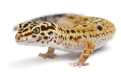 High yellow Leopard gecko, Eublepharis macularius