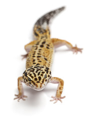 Tangerine Leopard gecko, Eublepharis macularius