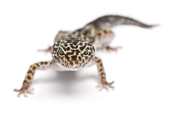 Leopard gecko, Eublepharis macularius, in front of white