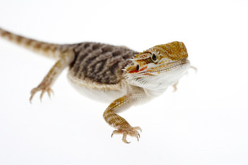 Bearded dragon on white