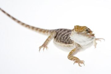 Bearded dragon on white
