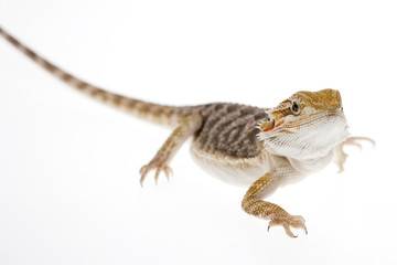 Bearded dragon on white background, minimalist image easy to cut out, lizard