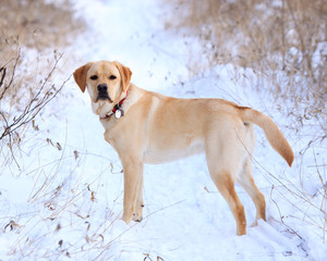 Yellow lab in the snow