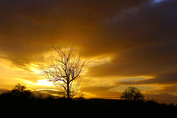 Fototapeta na wymiar Kahler Baum im Sonnenuntergang