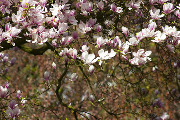 blooming magnolia tree