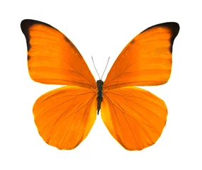 Abwaschbare Fototapete Schmetterling tropischer leuchtend oranger Schmetterling